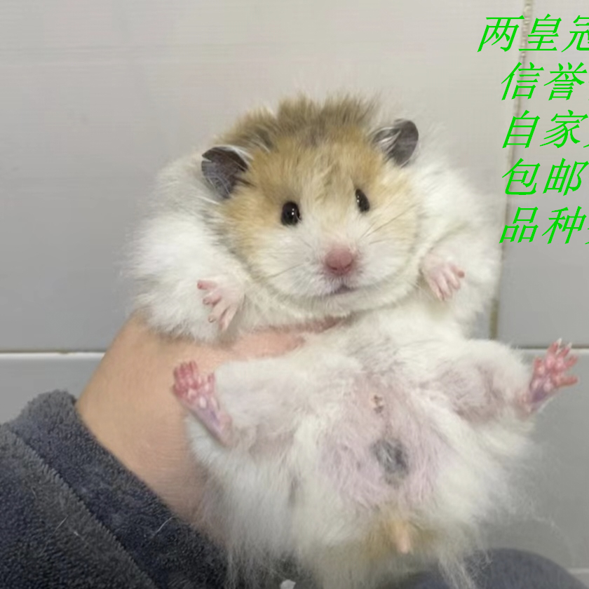 家养黑波利金丝熊活宠稀有卷毛直毛蜜波肉桂