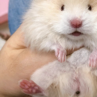 卷毛金丝熊宠物活物小型短毛波利巨型仓鼠 大体卷毛蓝波利金丝鼠