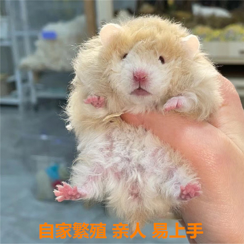 家养金丝熊巨型仓鼠长毛金丝熊波利熊仓鼠金丝熊蜜色金丝熊活体