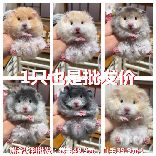 家养仓鼠金丝熊纯银波利面纹蜜眼线金丝熊弟弟妹妹卷毛直毛