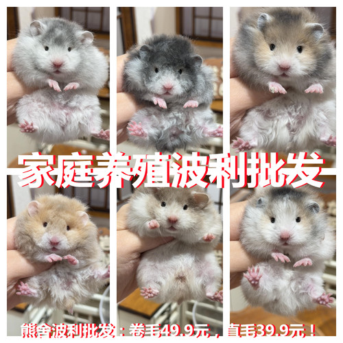 不会咬人的小苍猖仓鼠活物自家繁殖活体金丝熊随身小宠物三线波利