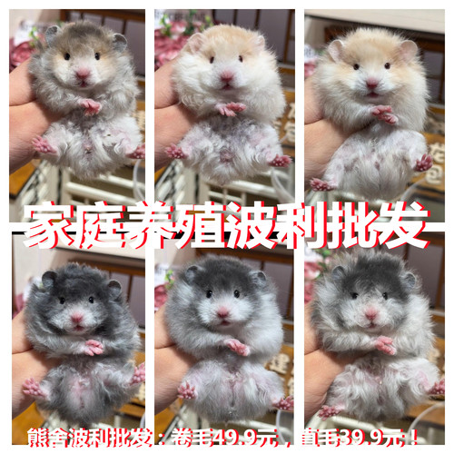 鸽灰/太妃糖波利/眼线长卷毛亮毛粉耳朵金丝熊仓鼠DDMM蹲崽
