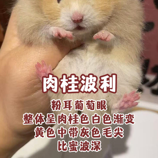 仓鼠活物金丝熊活体侏儒苍鼠三线紫仓布丁银狐小宠富养繁殖卷毛鼠