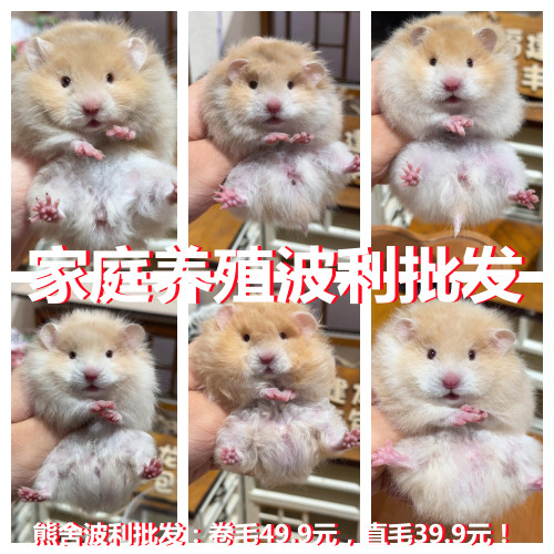 小仓鼠包活波利银狐金丝熊虎纹眼圈活物完活体卷毛紫仓仓鼠活