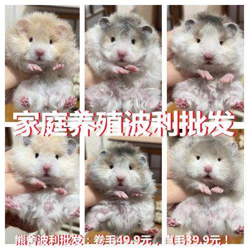 家养长毛金丝熊活物仓鼠活体富养繁殖可爱摩卡色黑黄黑熊小棕bear