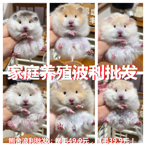 小仓鼠活体三线银狐金丝熊活物宠物宝宝幼崽一对情侣自养繁殖包活