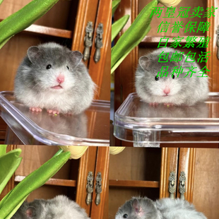 仓鼠活物金丝熊活体侏儒苍鼠三线紫仓布丁银狐小宠家养繁殖卷毛鼠