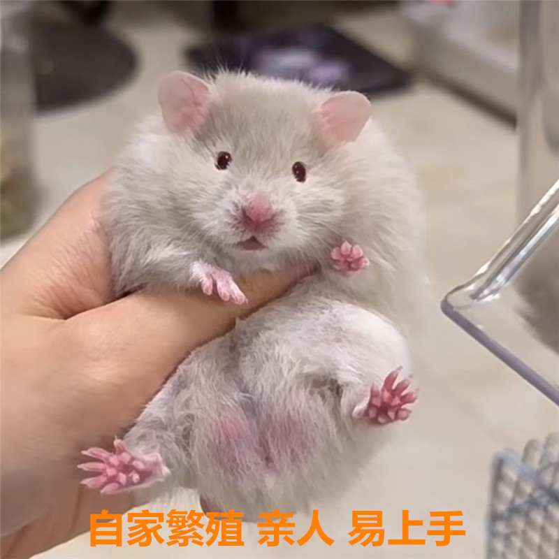 小仓鼠活物家养繁殖三线银狐一对情侣卷毛鼠金丝熊活体宠物宝宝