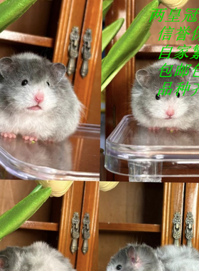 银狐仓鼠 白色主体灰色背线 三线类仓鼠包活，公母可选