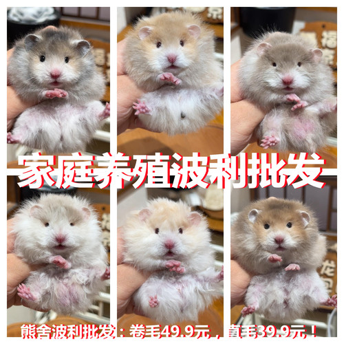 家养稀有色金丝熊波利卷毛卷毛