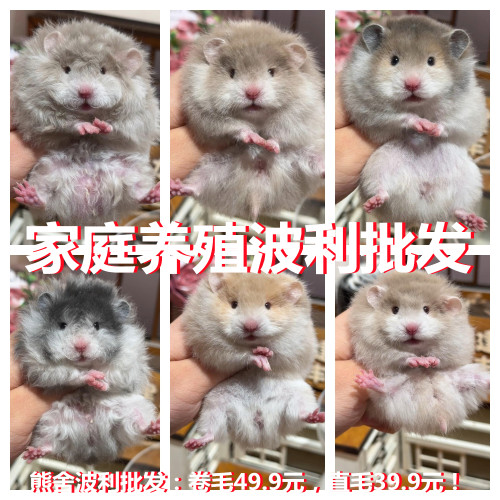 卷毛金丝熊仓鼠巨型可爱卷毛熊学生养便宜家养纯银熊黄熊波利纹熊