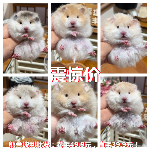 仓鼠活物家养繁殖不咬人活体小仓鼠公仔小苍鼠宠物公母银狐金丝熊