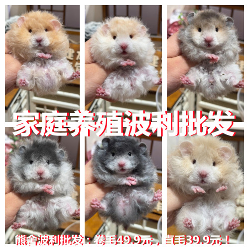 卷毛卷毛黑波利金丝熊仓鼠金丝鼠健康家养大体鸽灰火波黄波利熊熊