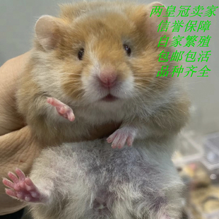 仓鼠活物家养繁殖布丁三线紫仓波利老公公老婆婆奶茶仓鼠活体宠物