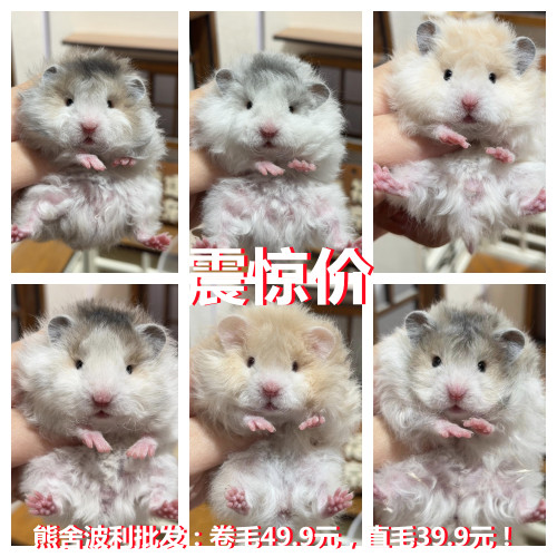 家养金丝熊蜜黑火波利长毛卷毛活体宠物活物自养繁殖包邮包活健康