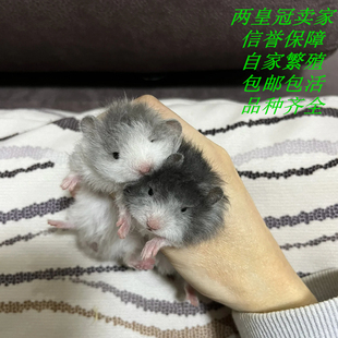 家养卷毛直毛携蓝黑波利，蓝波利