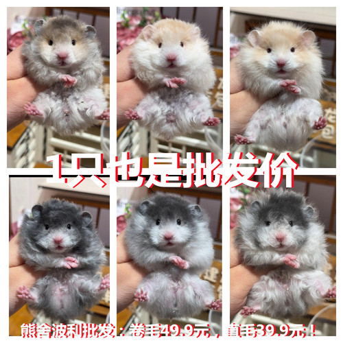小宠物金丝熊仓鼠活物自养繁殖小动物卷毛鼠家养一对一公一母情侣