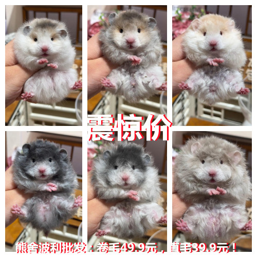 小仓鼠包活布丁银狐金丝熊虎纹眼圈活物长毛紫仓学生宠物