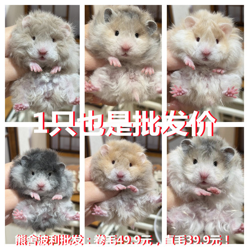 巨型仓鼠纯种金丝熊米熊卷毛虎纹熊奶牛熊眼圈熊纯银宝宝金狐波利