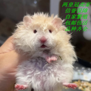网红小宠物金丝熊波利纹熊小动物仓鼠活物家养繁殖一公一母可选