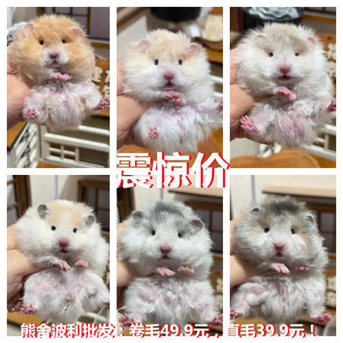 小仓鼠活物波利三线银狐一对情侣宝宝随机金丝熊活体宠物运输包活