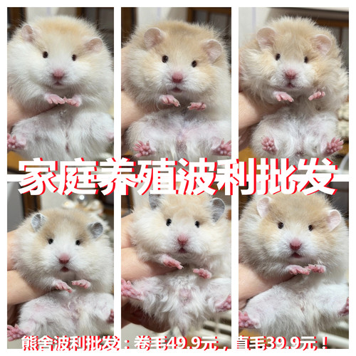 家养巨型仓鼠活体卷毛卷毛眼线金丝熊活物波利幼崽熊家养繁殖包活