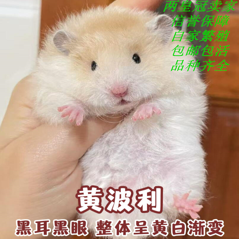卷毛火波利金丝熊家养仓鼠健康好上手体质好叙利亚仓鼠