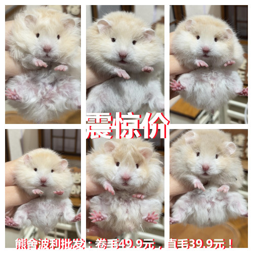 活物自养繁殖稀有金丝熊卷毛波利纹卷毛仓鼠活体小宠物亲人家养