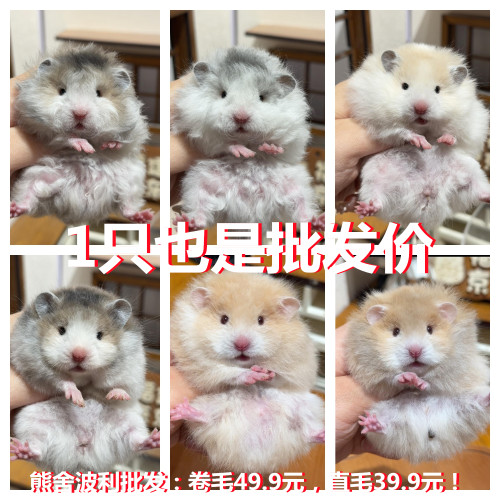 家养室内鼠类纯银金丝熊卷毛西施银狐仓鼠小宠物活物活体富养繁殖