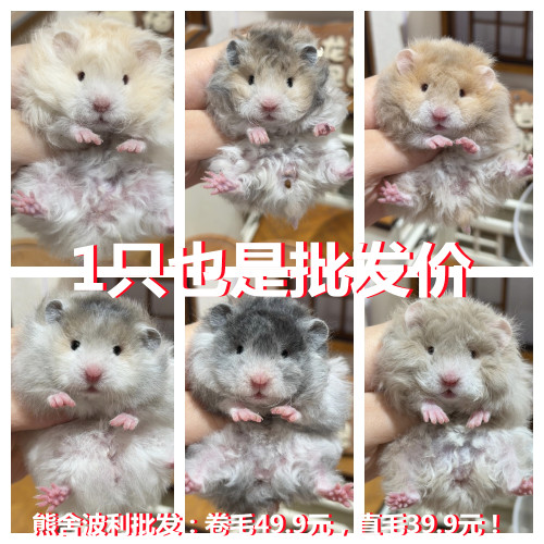 老公公仓鼠活体家养繁殖小宠物活物幼鼠奶茶仓鼠幼崽送粮包邮