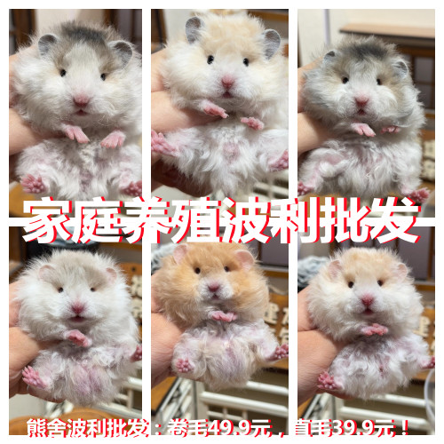 家养金丝熊仓鼠蜜色黄色面文蜜波利蓝熊巧克力色虎纹长毛卷毛肉桂