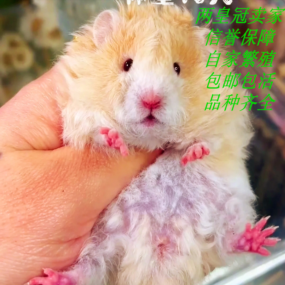 稀有小仓鼠活物自家繁殖银狐布丁波利三线宠物活体金丝熊一对包活