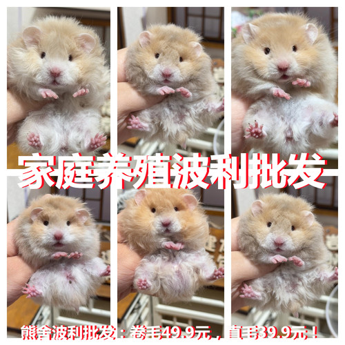 家养金丝熊巨型仓鼠长毛金丝熊波利熊仓鼠金丝熊蜜色金丝熊活体