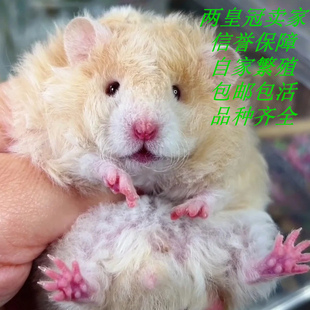 稀有奶茶仓鼠温顺金狐仓鼠活物活体宝宝老公公老婆婆幼崽情侣鼠