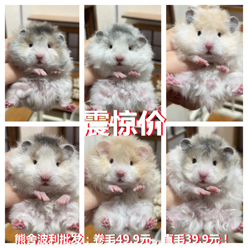 小仓鼠活物三线银狐一对情侣卷毛鼠宝宝金丝熊活体宠物富养繁殖