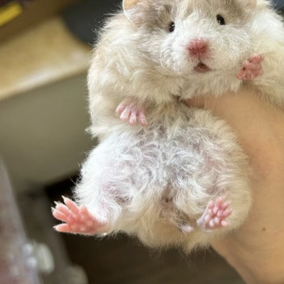 家养超温顺白熊象牙金丝熊长毛西施仓鼠小宠物活物健康包活免邮