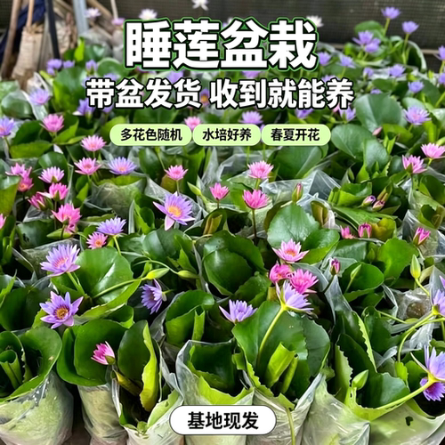 大睡莲盆栽带芽种根四季开花