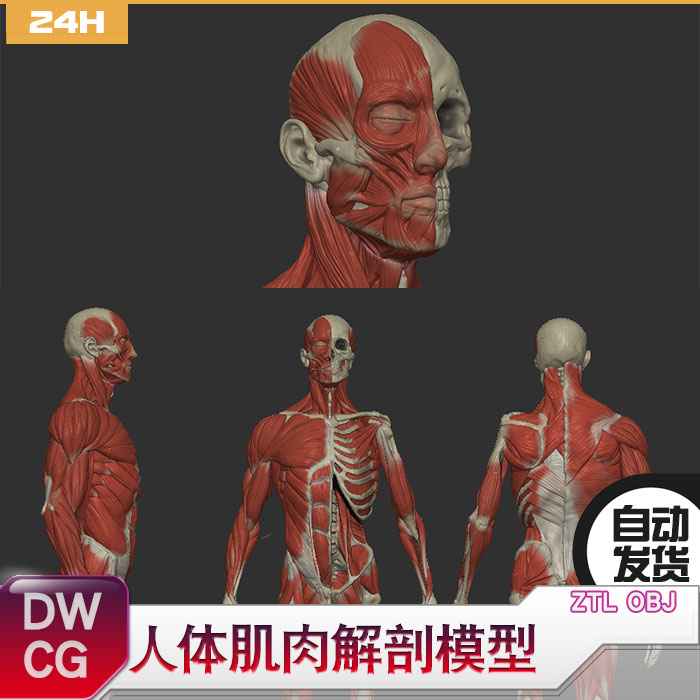 ZBrush人体肌肉解剖模型 骨骼模型 全身 OBJ ZTL