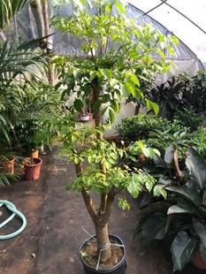 二嫂家一物一拍绿植链接