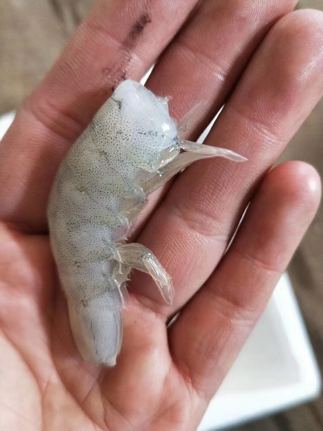 冰冻河虾速冻去枪去尾虾段新鲜冰冻淡水河虾龙鱼虎鱼魟鱼活体饲料
