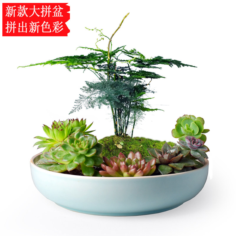大口径多肉花盆陶瓷有孔肉肉绿植物拼盘组合大号创意个性复古清仓