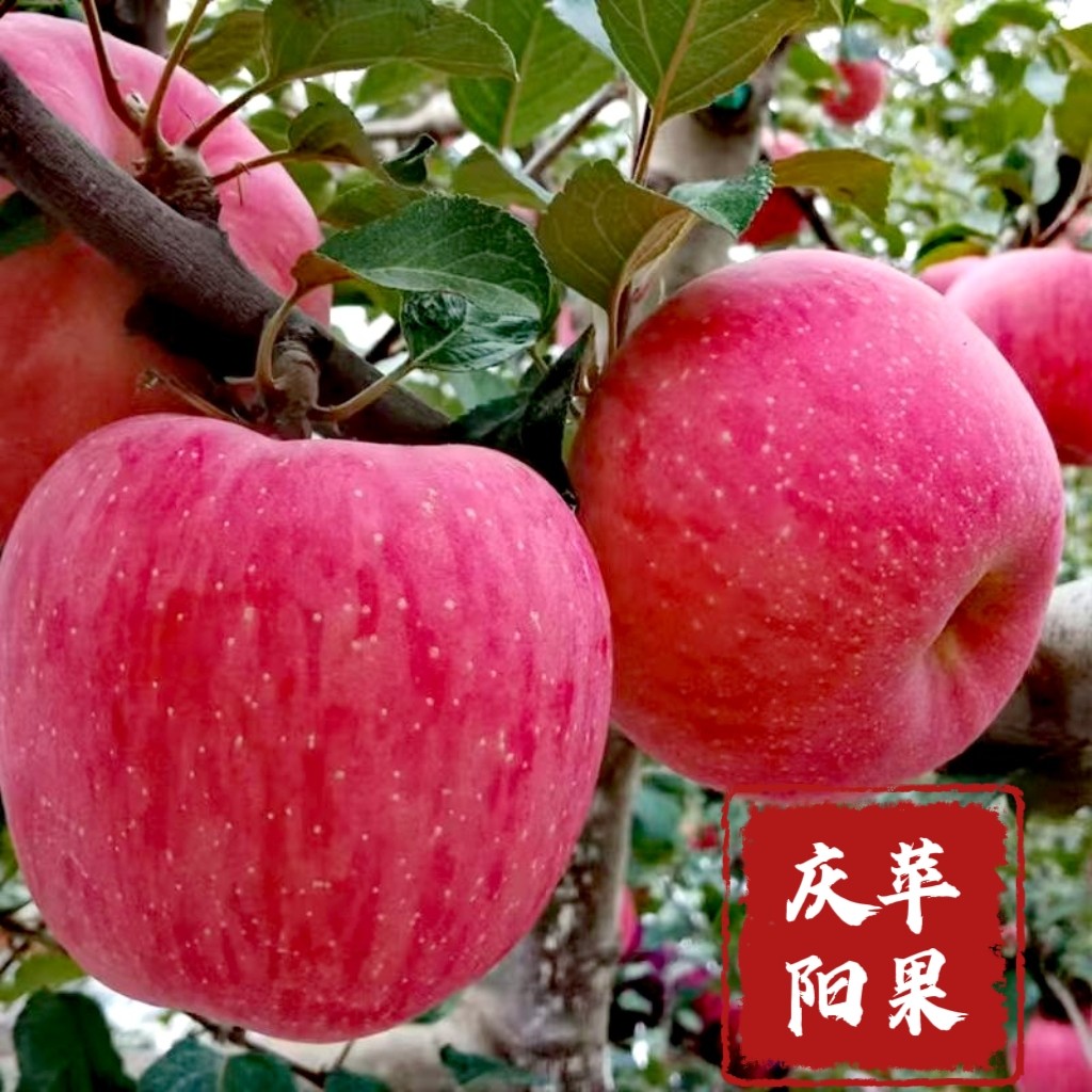 甘肃庆阳红富士苹果脆甜冰糖心新鲜水果当季果园直发自家果园包邮,水产肉类/新鲜蔬果/熟食,苹果,淘宝优惠券,粉丝福利购,淘宝优惠卷