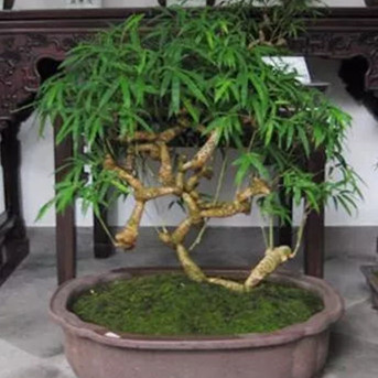小叶簕竹老桩盆景鲜竹根