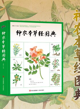 中医经典神农本草经彩色图典中药知识手册药材鉴定图鉴汇编彩色图谱中药基础知识研究中草药识别鉴别知识中药入门中医养生书籍