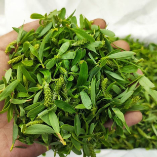 晒干柳芽尖2025现摘头茬柳树芽新鲜农家嫩柳芽柳树叶柳尖下火茶饮