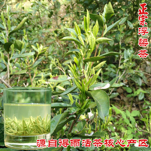 浮梁茶 2026年新茶明前茶 合源茶叶 浮瑶仙芝得雨活茶 浮北小茶农
