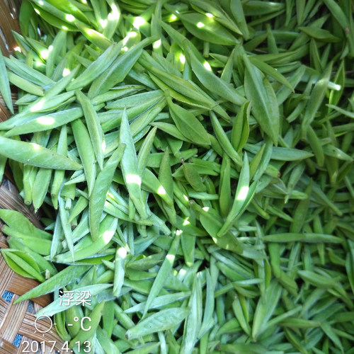 严选浮北小茶农荒野茶储叶种