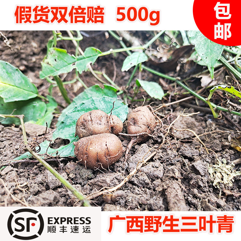 现挖广西深山新鲜三叶青中药丝线吊金钟石猴子草药金线吊葫芦500g