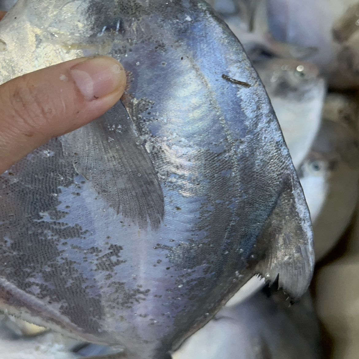 东海野生鲳鱼刺少肉多3斤装每斤 3条江浙沪皖包顺丰