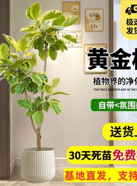 黄金榕室内大型植物盆栽花叶橡皮树客厅绿植高山榕落地盆景好养活